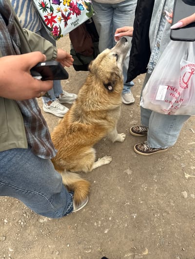 The image, taken from an elevated perspective, appears to be of a dog laying on a paved surface surrounded by at least three people. The dog is medium-sized, with a mix of light brown and white fur. It has an identifying tag on its fur. The pavement is a mixture of dirt and concrete with some cracks and irregularities. The people are wearing casual clothing (jeans, jackets, sneakers). One person is holding a phone, another has a shopping bag. A "Happy box" is visible in the lower left corner. Based on the bag, the location is Haghartsin, Armenia.