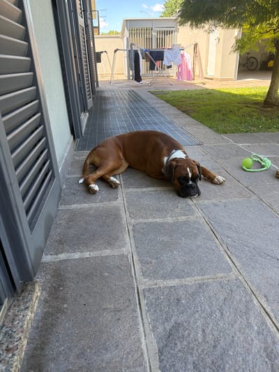 The image, captured in Lissone, Italy, displays an outdoor residential setting on a bright, sunny day. The main subject is a brown and white Boxer dog, lying relaxed on a grey stone-paved patio. The dog appears to be resting or sleeping, with its head turned slightly, showing its distinctive black muzzle and white markings on its chest and paws. A green dog toy, consisting of a rope and a ball, is visible on the paving near the dog's front paws.

In the background, a light-colored building with dark grey louvered window shutters is visible. Everyday activity is suggested by a metal clothes drying rack laden with various laundry items, including white and pink garments, positioned near the building. Additional clothes are hanging on a clothesline further back. A patch of green grass and foliage from a tree are seen on the left, and a bicycle is partially visible under a covered area in the distance. The sky is clear and blue, indicating good weather. The paved patio consists of large, rectangular grey stone tiles. No people are present in the scene, and no visible text can be discerned. The overall impression is one of a peaceful, domestic outdoor space.