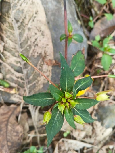 A green plant with pointed, ribbed leaves and a cluster of buds is centered in the frame. The buds are primarily green, with a hint of yellow. A slender, reddish-brown stem extends from one bud. A large, dried leaf rests on the left, and a gray rock provides a backdrop. Smaller green plants dot the right side of the composition. The surrounding area is littered with fallen leaves and plant debris.