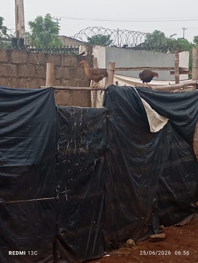 Two chickens, one brown and one dark brown, stand on a wooden perch, which is part of a fence or enclosure. Behind them, a brick wall topped with barbed wire is visible. The foreground is dominated by black tarpaulin sheets, suggesting a construction or temporary shelter area. The scene appears to be outdoors, with a muted, overcast sky. The image was taken in Abeokuta, Nigeria, with a timestamp indicating June 25, 2026, at 06:56 AM.