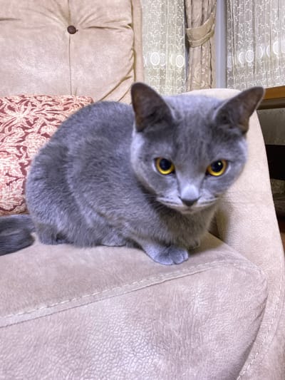 A grey cat with bright yellow eyes sits on a beige upholstered chair. The cat is facing the camera, with its body partially curled. The chair has decorative stitching and a single brown button at the top. To the left of the cat, a pillow with a reddish-brown patterned fabric is visible. In the background, sheer curtains with a white floral pattern hang across a window. The scene appears to be indoors, likely in a home setting. The location is not specified within the image itself, so its presence in Kocasinan, Turkey, cannot be confirmed from the visual information alone.