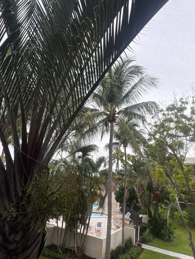 The image depicts an outdoor scene with lush vegetation and a swimming pool area. In the foreground, a large palm tree with dark, textured bark dominates the left side of the frame, its fronds extending upwards and across the top portion of the image. To the right of this palm, other palm trees and various tropical plants are visible, including some with large, fan-shaped leaves. In the mid-ground, a swimming pool with blue water and lounge chairs arranged around it can be seen. A low, cream-colored wall separates the pool area from a grassy lawn. The background features more trees and what appears to be a building with dark windows. The sky is overcast, suggesting a cloudy or rainy day. The overall impression is that of a resort or residential complex with a tropical theme. Based on the vegetation and architectural style, this scene is likely located in Boca Raton, Florida, United States. There are no people visible in the image.