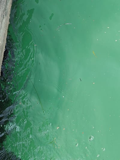The image shows a close-up, overhead view of green, murky water with a concrete structure on the left side. The concrete appears to be a wall or a dock. The water is turbulent on the left, with bubbles and some darker debris visible. The right side of the image shows calmer water with small particles and a few pieces of plant matter floating on the surface. The scene is likely a body of water in Litohoro, Greece, possibly a harbor or a canal, given the presence of the concrete structure and the water's condition. There are no people or animals visible in the image. The lighting suggests it is daytime, with the sun casting a gentle illumination on the water. The overall impression is one of a somewhat unkempt urban waterfront.