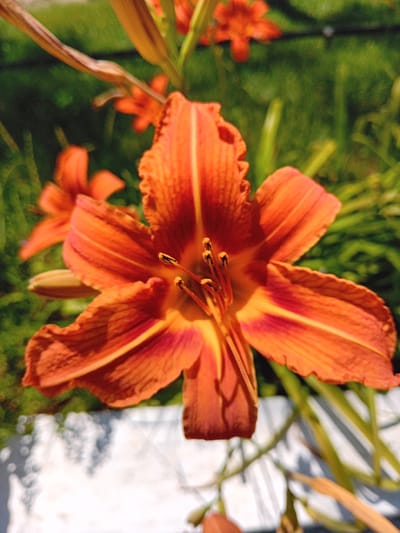 A close-up, high-angle shot focuses on the vibrant orange petals of a daylily, its stamens tipped with dark anthers. The flower's ruffled edges and intricate veining are visible. In the blurred background, other daylilies, green foliage, and a white structure suggesting a garden feature or railing can be discerned. The image appears to be taken outdoors in a garden setting, likely in the city of Korzhevo, Moldova, based on the provided context. There are no people or discernible actions taking place within the frame. The lighting suggests it is daytime, with bright sunlight illuminating the flower.