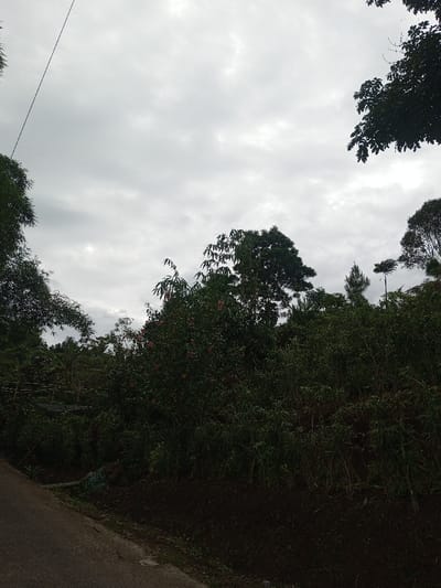 The image depicts an outdoor scene located in the city of Hasanparthy mandal, India, under an overcast sky. The upper two-thirds of the frame are dominated by a uniform light grey, heavily clouded sky, devoid of direct sunlight. The lower third to half of the image consists of dense, dark green vegetation covering sloping terrain.

A narrow, dark grey paved road is visible in the bottom left quadrant, extending diagonally upwards towards the center-left. Immediately adjacent to the road on its right is a dark brown soil bank, indicative of tilled earth, supporting numerous small to medium-sized green plants, possibly a cultivated crop. Further into the mid-ground, the vegetation becomes denser, featuring taller trees with varied foliage. Some shrubs in the center-left mid-ground display small pink or reddish blossoms. Visible against the sky are the dark silhouettes of several large trees, particularly on the left, center, and far right. A thin, dark utility cable extends diagonally from the upper left corner of the frame into the tree canopy. A rudimentary structure, possibly a trellis or support system made of sticks or bamboo, is partially discernible within the dense greenery on the left side of the mid-ground. No individuals, animals, or artificial structures other than the road and utility line are evident. No actions or interactions are occurring.