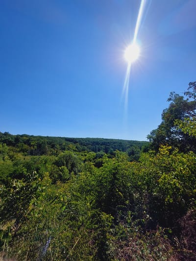 The image displays a sun-drenched, verdant landscape with a clear blue sky. In the upper right quadrant, a bright sun with visible rays is positioned, casting a strong light. Below the sky, a dense forest stretches across rolling hills. The foreground is filled with lush green foliage, including trees and undergrowth, with some dry, brown vegetation at the very bottom. The scene depicts a natural outdoor environment, likely a forest or park area. The provided context indicates this location is in the city of Tuchenitsa, Bulgaria. There are no people or specific actions depicted in the image.