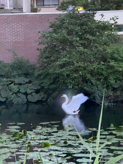 A swan with white wings spread is swimming in a pond in Amstelveen, Netherlands. The pond has lily pads with small yellow flowers. In the background, there is a brick building and lush green trees. The lighting suggests it is evening or dusk.