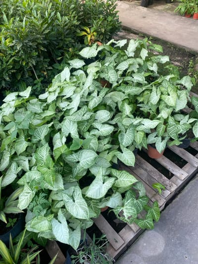 The image depicts a dense display of various potted plants in what appears to be a plant nursery or garden center in Santa Rosa, Argentina. The foreground and midground are dominated by numerous *Syngonium podophyllum* (arrowhead plants), characterized by their distinctive variegated light green and white leaves. These plants are closely arranged in individual pots, many of which are brown plastic, resting on weathered wooden pallets that are visible underneath and to the right. In the background, a thick mass of darker green foliage, including plants with yellow-speckled leaves, forms a dense wall of vegetation. To the lower right, a concrete or paved surface with visible dirt and small weeds extends, bordering the plant display. No individuals, specific actions, or direct interactions are observable within the frame.