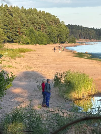 The image depicts a sandy beach area with a dense coniferous forest bordering it on the left and background. The water body, likely the Gulf of Finland, is visible on the right, with a rocky shoreline. In the foreground, two women stand on the sand, facing away from the camera and looking towards the water. One woman wears a red top and dark pants, while the other wears a grey hooded jacket and blue pants. Tall grass and reeds grow along the edge of the water in the foreground, with some of the reeds reflected in a small pool of water.
In the middle ground, several other individuals and a white dog are scattered on the beach. One person is standing in a green outfit, another in dark clothing, and a couple of others are further back near the trees. The sand is mostly smooth with some scattered rocks and patches of dry grass. The lighting suggests it is late afternoon or early evening, with long shadows cast across the sand. The scene appears to be a recreational area, possibly a public beach, in Shepelevo, Russia, given the characteristic Baltic Sea coastline and vegetation.