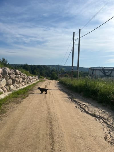 A black dog stands on a dirt road in a rural area, possibly in Svetloe, Russia. The road is flanked by a rock wall on the left and tall grass on the right. Power lines run overhead, supported by wooden poles. In the background, there are trees and a few buildings. The sky is blue with scattered clouds.