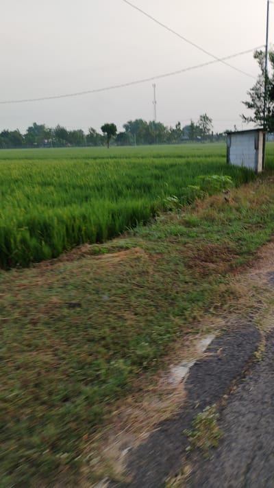 The image depicts a rural landscape in the city of Sumberejo, Indonesia, characterized by a vast green rice field stretching towards a treeline. A small, white, rectangular structure, possibly a shed or utility box, is visible on the right side of the frame. A telecommunications tower stands in the distance beyond the trees, and power lines crisscross the sky. The foreground shows a grassy embankment bordering a paved road, with motion blur indicating the photograph was taken from a moving vehicle. The sky is overcast, suggesting a mild or hazy day. No people or animals are present in the scene.