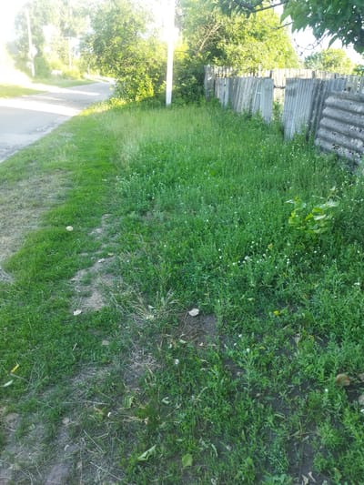 The image depicts a rural scene in Sosnivka, Ukraine, on a bright, sunny day. The foreground is dominated by a grassy area, with a dirt path cutting through the lush green. To the left, a paved road curves away, bordered by more grass and trees. In the background, a rustic fence made of corrugated metal sheets and wooden posts separates the grassy area from a densely vegetated space with trees and shrubs. The overall impression is one of a serene, rural landscape bathed in natural light, suggesting a warm, pleasant day. The sun is high in the sky, casting shadows and illuminating the scene with a gentle glow. There are no people visible in the image. The setting appears to be a roadside verge with a neighboring property.