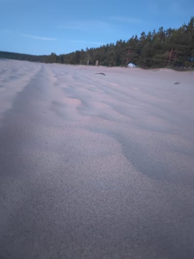 The image depicts a low-angle view of a sandy beach at dusk in Motornoe, Russia. The foreground is dominated by rippled sand dunes, suggesting wind activity. In the mid-ground, a line of dark green pine trees forms a dense forest backdrop. A small, light-colored tent is partially visible among the trees, indicating a potential campsite. The sky above is a clear, pale blue, transitioning to a deeper hue near the horizon, characteristic of twilight. The scene is serene and undisturbed, with no people or animals visible.