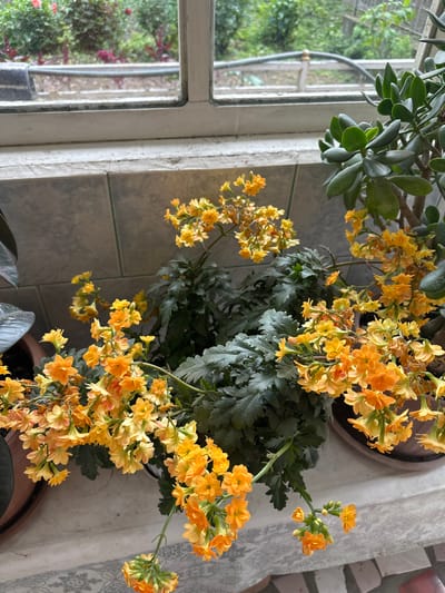 A close-up, eye-level shot shows a windowsill with several potted plants. In the foreground, a flowering plant with clusters of small, bright orange and yellow blossoms cascades over the edge of a terracotta pot. The plant has dark green, serrated leaves. To the right, a Jade plant with thick, succulent green leaves is in a terracotta pot. The windowsill is tiled with a grey and white floral pattern. Behind the plants, a window with white framing looks out onto a blurred, green outdoor scene. The location of the image is a windowsill in Nookat, Kyrgyzstan.
