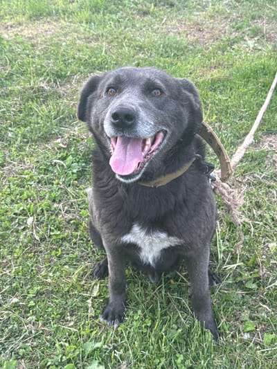 A gray dog with a white patch on its chest is lying on a grassy lawn. The dog has a brown collar and leash attached. It is panting with its tongue hanging out. The location is outdoors and appears to be somewhere with green grass. There is no visible indication of the city of Batmany, Russia.