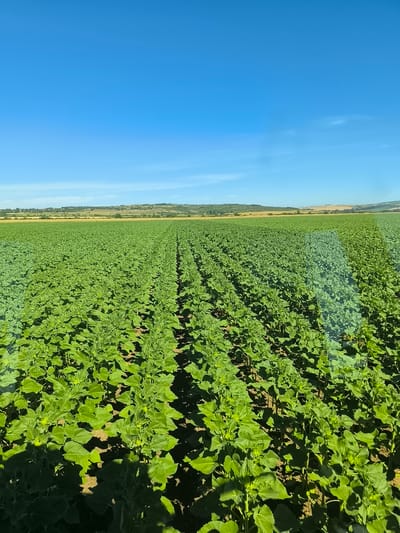The image depicts a vast, sun-drenched field of young sunflowers in Inovo, Bulgaria. The plants are densely packed and uniformly green, arranged in neat rows stretching towards a hazy horizon. The sky above is a brilliant, cloudless blue, transitioning to a lighter hue near the distant, undulating hills. The foreground is dominated by the lush greenery of the sunflowers, with their large, heart-shaped leaves and developing stalks. The ground beneath is visible in patches, appearing as dark, fertile soil. The overall impression is one of agricultural abundance and a clear, summer day.