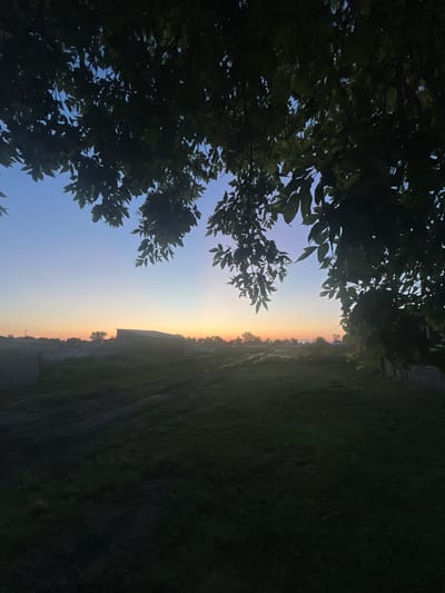 The image shows a pastoral scene at dusk in Ozyornyy Aul District, Kazakhstan. Silhouetted against the colorful sky are the dark green leaves and branches of trees, dominating the left side of the frame. The sky transitions from a pale blue near the top to soft hues of yellow and orange as it approaches the horizon, indicating the sun has recently set.
On the right side of the image, a grassy field is visible, with some faint tire tracks suggesting it might be a path or a regularly used area. In the distance, a low building with a slanted roof is partially obscured by shadow. Faint lines of what appear to be fences or structures can be seen along the horizon. The overall atmosphere is serene and peaceful, with the natural beauty of the twilight sky and the rural landscape being the prominent features. The image was likely taken outdoors, given the natural light and the presence of trees and vegetation. There is no visible text in the image.