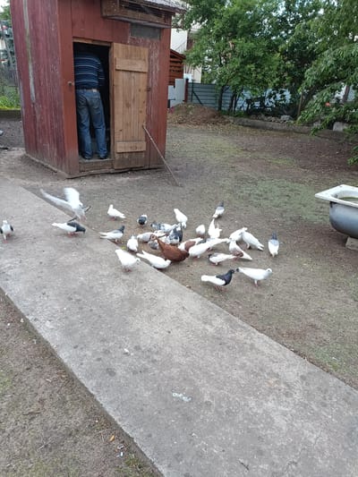A man in jeans and a striped shirt stands inside a rustic, weathered red wooden structure, partially obscured by the doorway. The structure appears to be a shed or coop. Outside, on a patch of dirt and a concrete path, a flock of pigeons are gathered. Some pigeons are white, others are a mix of white, grey, and black, and one is a reddish-brown. A large, metallic trough, possibly for water or feed, is visible on the right side of the image. The background shows a fenced yard with trees and some buildings, suggesting a residential or rural setting within Ciechanowiec, Poland. The overall scene depicts a moment in what seems to be a farmyard or backyard with pigeons.