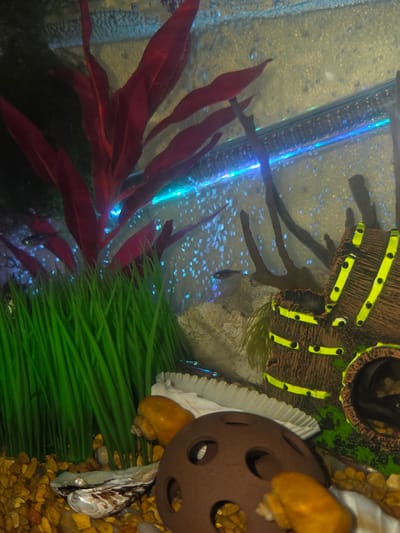 The image shows an indoor aquarium with a variety of aquatic plants and decorations. In the foreground, there are small, tan-colored pebbles on the bottom of the tank. A cluster of bright green, grass-like artificial plants is visible on the left side of the image. Towards the center, a white, ruffled decorative shell sits on the pebbles, and to its right, a large, orange snail is visible. A brown, spherical object with multiple holes, likely an aquarium decoration, is in the lower right corner. Behind the green plants, a tall, artificial red plant with long, broad leaves dominates the left side of the scene. In the background, a wooden barrel-shaped decoration with yellow bands and black accents is present, with a hollow tube opening on the right side, partially obscured by shadows. Small, dark brown driftwood pieces are scattered behind the barrel. Several small, silvery fish are swimming in the tank, with some bubbles visible in the water. A blue LED light strip is positioned along the top edge of the aquarium, illuminating the water and creating a shimmering effect on the bubbles. There are no people or indications of the specific location within Waterford Township, United States of America.