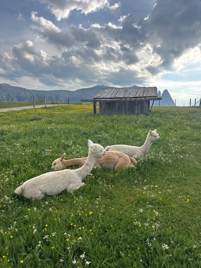 In a grassy meadow dotted with yellow and white wildflowers, three alpacas are resting. Two alpacas are lying down in the foreground, one with a light cream coat and the other with a light brown coat. A third alpaca, a lighter cream color, is lying down behind them. In the background, a rustic wooden shed sits on a gentle slope. Beyond the shed, rolling hills and distant mountains are visible under a dramatic cloudy sky. The scene appears to be in Kastelruth - Castelrotto, Italy, suggested by the distinctive mountain peaks in the distance, characteristic of the Dolomites region.