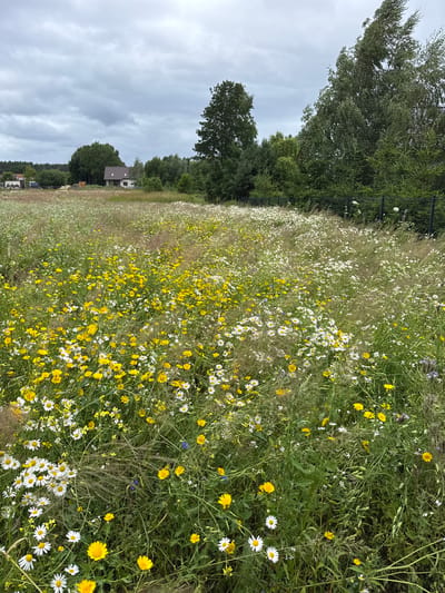 An image depicts a meadow in Kołczewo, Poland, populated with a dense arrangement of wildflowers, predominantly white daisies and yellow flowers, interspersed with tall green grasses. In the background, a cluster of trees forms a treeline, beyond which a few houses are visible. The sky above is overcast with gray clouds. A dark fence runs along the right side of the meadow.