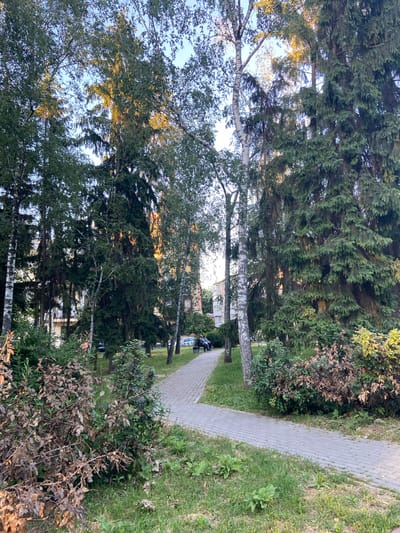 The image shows a paved pathway winding through a green park-like setting. Tall evergreen trees with dense foliage dominate the left side of the scene, interspersed with birch trees with white bark. The pathway is made of gray, rectangular pavers and runs diagonally from the upper right to the lower left of the frame. To the right of the pathway, there is a grassy area with some weeds and scattered dry leaves.

In the background, partially visible through the trees, are buildings with light-colored facades. A silver car is parked on the grass near the buildings. Further down the pathway, two people are sitting on a bench, facing away from the camera.

The lighting suggests it is either early morning or late afternoon, with the sun casting a warm glow through the leaves of the trees, particularly on the left side. The sky is a clear blue. The overall impression is one of a peaceful, natural environment within a populated area, likely a residential or public park in Nyzhni Mlyny, Ukraine. There is no visible text in the image.