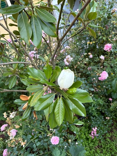 A single white magnolia bud is in focus, surrounded by its glossy green leaves. The background is filled with a profusion of small pink roses, some in full bloom and others in various stages of wilting, nestled amongst lush green foliage. The scene appears to be in a garden or park setting, likely in Bad Gastein, Austria.