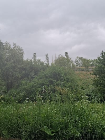 The image depicts a cloudy sky over a densely vegetated natural area, likely in Martiros, Armenia. The foreground is filled with tall, green grasses and wildflowers, with some larger leaves visible. Behind the grasses, a thick wall of trees and bushes dominates the midground. The trees are a mix of deciduous and possibly coniferous, with varying shades of green. In the distance, on a slight incline, there is more vegetation, including patches of what appear to be flowering plants in shades of pink and yellow. Tall, slender structures, possibly communication towers or poles, are visible rising above the trees in the upper midground, leaning to the right due to wind. The overall impression is of a wild, untamed landscape under an overcast sky. There are no people or man-made structures other than the distant towers.