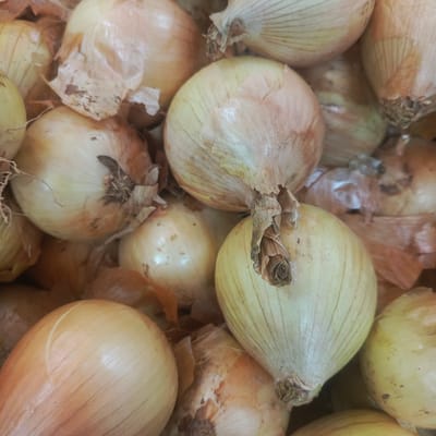 The image shows a close-up, overhead view of a pile of yellow onions. The onions are mostly spherical with some variations in shape and size. They are covered in dry, papery skins that are mostly light brown to yellowish in color, with some areas showing darker brown or reddish hues. The skin texture is wrinkled and shows the typical longitudinal striations of an onion. Some of the onions have visible roots or dried stems at the top. The lighting is diffused, creating soft shadows and highlighting the textured surfaces of the onions. The background is filled with more onions, creating a dense and textured arrangement. There is no indication of a specific location in Los Teques, Venezuela, in the image itself.