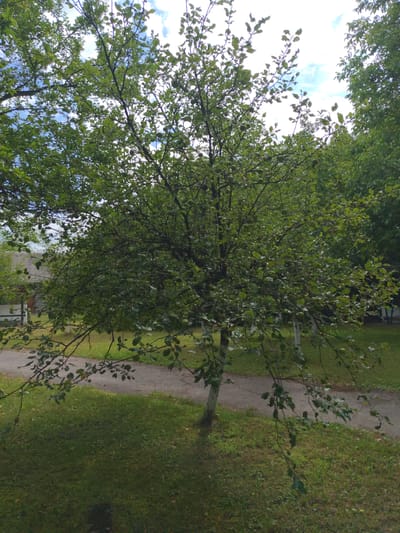 The image depicts an outdoor scene likely in Svaliava, Ukraine, featuring a young tree with abundant green foliage and a light-colored trunk in the foreground. The tree is situated on a patch of green grass, with a dirt path running behind it. In the background, several other trees are visible, creating a lush, verdant environment. Part of a building with a gray, corrugated roof and a white fence is also discernible on the left side of the frame, suggesting a residential area. The sky above is partially obscured by tree branches, but patches of blue sky with white clouds are visible. The overall impression is one of a natural, perhaps semi-rural or suburban setting.