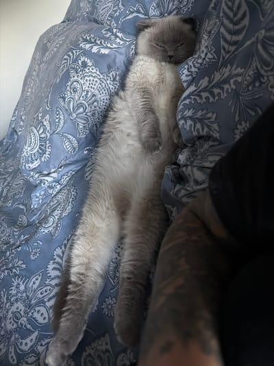 A grey cat with white fur on its belly and paws is lying on its back on a blue patterned comforter. The cat's eyes are closed and its mouth is slightly open. A person's arm, partially visible on the right side of the image, has tattoos. The scene is indoors, suggesting a bedroom setting. The location is stated to be Ephrata, United States of America.