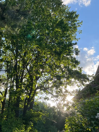 The image shows a view looking up through the branches and leaves of a tree toward a blue sky with scattered white clouds. Sunlight is visible filtering through the foliage. The location is likely Bogdanikha, Russia. Part of a building is visible in the upper right corner, covered in greenery. Another tree is in the bottom left of the image. There are no people visible.