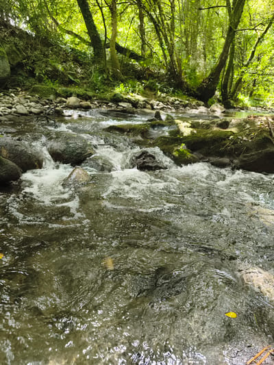The image shows a close-up of a shallow, rocky stream flowing through a forest. The water is clear and slightly turbulent, with white foam and ripples around submerged rocks. The streambed is composed of various-sized grey and brown stones. On the left bank, there is a steep incline covered in moss, vegetation, and larger rocks. The right bank features more rocks, some covered in moss, and scattered dry leaves. In the background, a dense forest with tall trees and lush green foliage creates a dappled light effect on the water and surrounding area. The scene is serene and natural, suggesting a secluded woodland environment. The location is identified as a stream in the city of Markina-Xemein, Spain.