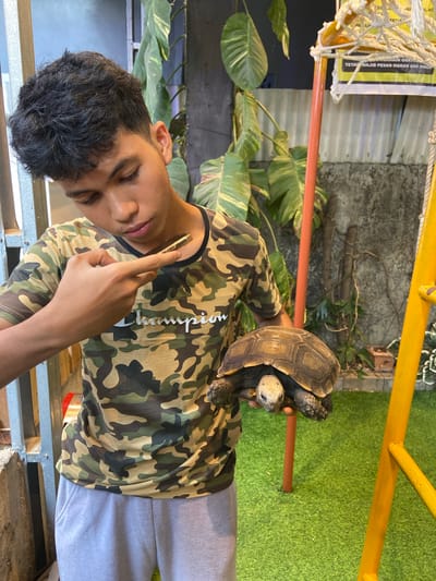 A young man with dark, curly hair wearing a camouflage t-shirt and light gray sweatpants is holding a tortoise. He is pointing his right index finger towards the tortoise, which he is holding in his left hand. The tortoise is a light brown color with a textured shell. The man's face is looking down towards the tortoise with a neutral expression. He is standing on a green, artificial grass surface. In the background, there are large green plants with variegated leaves, a concrete wall, a metal fence, and a yellow structure that appears to be part of a playground or swing set. A partially visible sign with Indonesian text is attached to the yellow structure. The overall environment suggests an outdoor or semi-outdoor setting, possibly a garden or a recreational area within the city of Rengat, Indonesia.