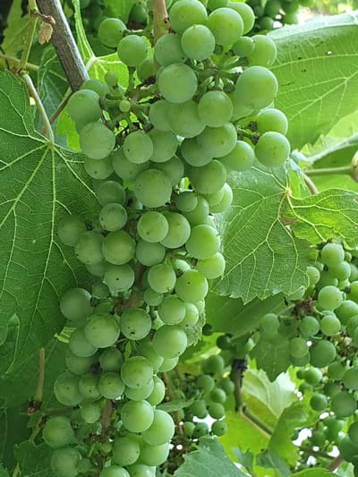 A close-up, slightly elevated, outdoor, eye-level, full shot captures a cluster of unripe green grapes on a vine. The grapes are round and vary in size, with a matte texture and small dark spots visible on some. They are clustered tightly together, hanging from a brown, woody stem. Lush, vibrant green grape leaves, with prominent veining, surround the grapes, some overlapping. The background is a soft blur of more green foliage and dappled sunlight. The scene is likely part of a vineyard or garden, potentially in Dubossary, Moldova, given the context.