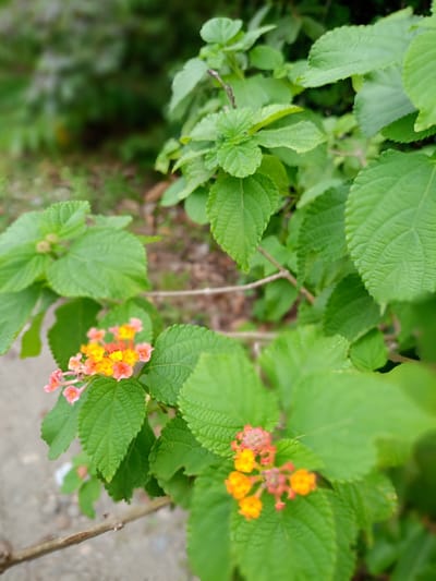 The image features a Lantana plant with green leaves and clusters of small, colorful flowers. The flowers are predominantly yellow and orange with some hints of pink. The plant appears to be located outdoors, based on the natural light and surrounding greenery. The setting is suggestive of a garden or natural environment. The location is Geulanggang Baro, Indonesia.