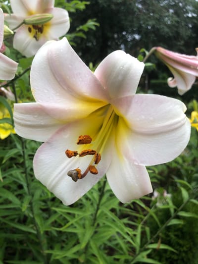 A close-up, eye-level shot focuses on a white lily flower with yellow accents and pinkish edges, covered in water droplets. The flower's pistil and stamens are clearly visible, dusted with orange pollen. In the background, the out-of-focus foliage consists of green leaves and other flowers, including hints of pink and yellow. The lighting suggests an overcast day. The image was taken in Radomyshl, Ukraine.