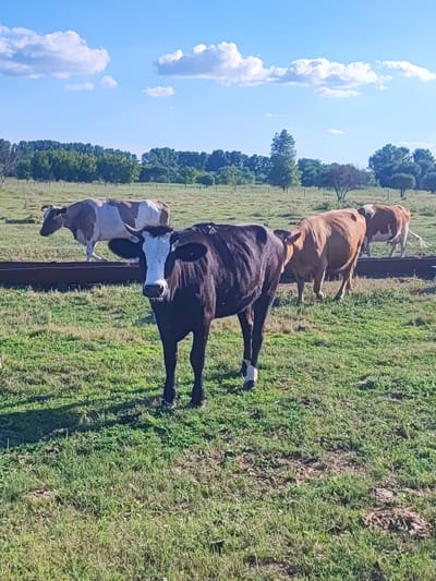 This is a photograph of a herd of cows in a grassy field under a bright blue sky with scattered white clouds. The cows are of various colors, including brown and white, and black and white. One black and white cow is in the foreground, facing the camera. The field is green and appears to be a pasture. In the background, there is a line of trees. The image does not contain any elements that would indicate it is located in the city of Соколово, Russia.