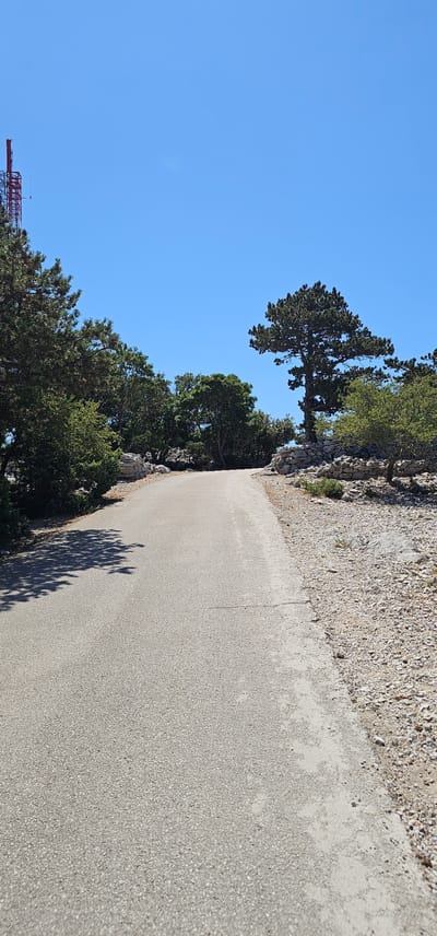 The image depicts a paved road curving uphill through a sparsely vegetated, rocky landscape under a clear blue sky. On the left side of the road, dense green trees and foliage cast shadows onto the asphalt. To the right, the terrain is rocky and dry, with low-lying shrubs and scattered stones. In the background, a tall, red communication tower is visible on the far left, partially obscured by trees. A large, mature pine tree stands prominently on the right side of the road, its dense canopy providing shade. The road surface is asphalt with a lighter-colored, possibly concrete, shoulder. The scene appears to be a rural or natural area, likely a mountain or elevated region, given the vegetation and terrain. The specific location is the island of Brač, within the municipality of Općina Bol, Croatia, on a route leading to Vidova Gora, the highest peak in the Adriatic islands.