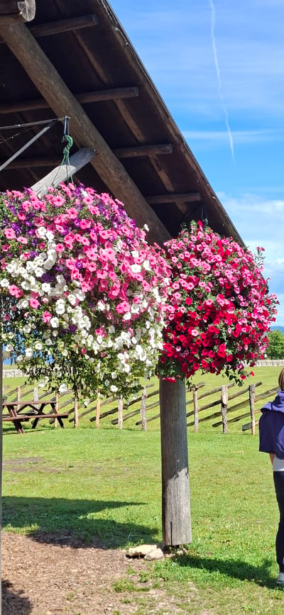 The image depicts an outdoor scene under a rustic wooden shelter with a sloped roof, likely a picnic area or pavilion, situated in Panga, Estonia. Two large, overflowing hanging baskets of colorful petunias, one primarily pink and white, and the other deep pink and red, are prominently displayed, suspended from the shelter's structure and supported by a wooden post.

The ground beneath the shelter is a mix of wood chips and grass. Beyond the shelter, a grassy field stretches out, bordered by a rustic wooden fence. In the mid-ground, a wooden picnic table is visible. The background shows rolling green hills under a bright blue sky with wispy white clouds. A contrail from an aircraft is faintly visible in the sky.

To the right side of the image, a person wearing a dark blue hooded jacket and dark pants is partially visible, standing in the grassy area. Their back is mostly to the camera, and they appear to be looking away from the flower arrangements. The overall atmosphere is one of a pleasant, sunny day in a rural or park-like setting.