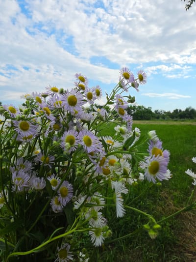 This media file features a close-up, low-angle view of a cluster of daisies with white and light purple petals and yellow centers. The flowers are in sharp focus, filling the right and lower portions of the frame. The background is a blur of green grass and trees, suggesting an outdoor setting. Above the flowers, the sky is a vibrant blue with scattered white clouds. The lighting indicates it is daytime, likely sunny, given the brightness of the sky. The image is oriented vertically, as if the camera was held upright, or the image has been rotated. There is no visible text. The setting appears to be a field or meadow, consistent with the reported location context of Krasnochervonnyi, Russia. No people or specific events are depicted, the focus being solely on the natural beauty of the flowers and the sky.