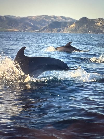 The image captures a dynamic outdoor scene featuring two dolphins breaching from the ocean. The main subjects are two dark-bodied dolphins. A larger dolphin is prominently in the foreground, arching high out of the water, creating significant white spray and foam around its body. A smaller dolphin is visible further back and to the left, also mid-jump.
The setting is the open sea, characterized by deep blue water with visible waves and ripples. In the background, rugged, brownish-grey mountains or cliffs rise from the water on the right side of the frame, suggesting a coastal environment. The primary activity is the dolphins performing a breach, leaping out of the water with energy and grace.
Notable details include bright lighting, indicating it is daytime, possibly under clear skies, with sunlight illuminating the water and the distant landmasses. The scene conveys a sense of wild marine life in motion. There is no visible text in the image. The visual location cues suggest a coastal area with open ocean and mountains. The provided location context is Родниковское сельское поселение, Ukraine.