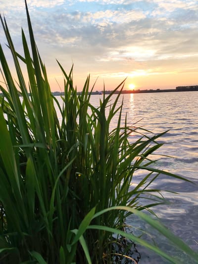 The image depicts a serene sunset over a body of water, likely a river or lake, with tall green reeds in the foreground. The sun is low on the horizon, casting a warm, orange glow across the sky and reflecting on the rippling water. The sky is adorned with scattered clouds, tinged with pink and yellow hues from the sunset. In the distance, a thin line of trees marks the far bank of the water, and a small boat can be seen on the left side of the frame. The reeds, which dominate the left and center of the foreground, are lush and green, with some blades catching the light. The water appears calm, with gentle waves creating shimmering patterns. The overall impression is one of tranquility and natural beauty. The location is identified as Selivanovo, Russia.