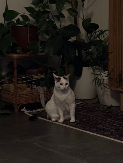 A white cat with brown markings sits on a patterned rug beside a plant in a brown pot. The plant sits on a wicker shelf in front of a wall. A board game box is visible on the shelf. A wooden cabinet is above the plant. The rug sits against a wall. The image is dimly lit.