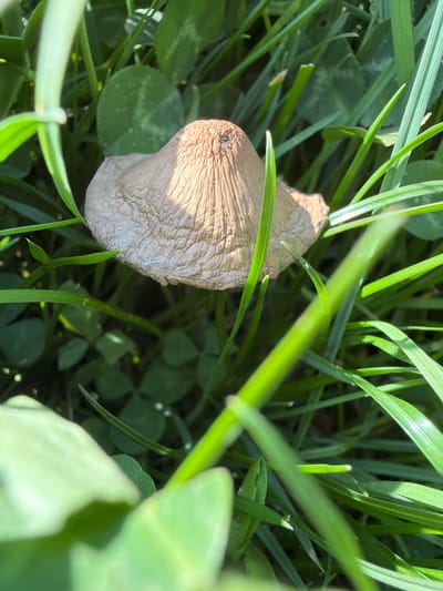 The image shows a close-up view of a light brown mushroom growing in a patch of grass and clover. The mushroom's cap is textured and appears somewhat dry or weathered. It is partially obscured by blades of green grass. The surrounding vegetation consists of thin blades of grass and three-leaf clover. The lighting is bright, with shadows cast on the mushroom's cap. The location is not discernable from the image.