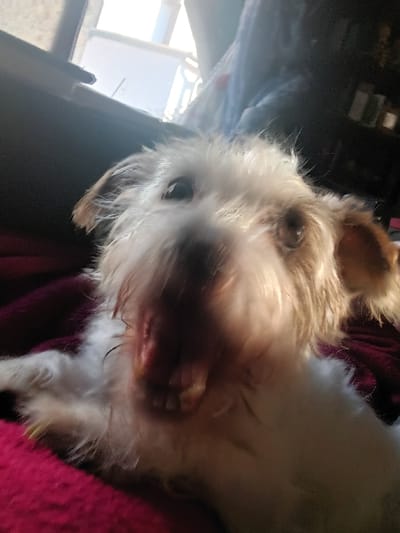 The image depicts an indoor scene featuring a small, light-colored, scruffy-haired dog positioned centrally on a deep magenta-red fabric, likely a blanket. The dog's fur is primarily white or cream, with light brown or tan patches around its ears. Its mouth is open, revealing multiple upper and lower teeth. One paw, exhibiting yellow-tinted nails, is visible in the lower left foreground. No human subjects are present. The background, largely out of focus, includes a brightly illuminated window on the upper left, indicating daylight conditions. To the upper right, a darker, blurred section shows indistinct objects, possibly containers on a shelf and blue fabric. The specific city of Libramont, Belgium, as stated, cannot be visually confirmed within the image data.