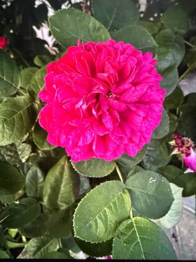 The media file is a close-up, high-angle shot of a vibrant pink rose in bloom, surrounded by lush green foliage. The rose is the central subject, with its tightly packed petals creating a full, rounded bloom. Its color is a rich, almost fuchsia pink, with subtle variations in shade across the petals.

The surrounding leaves are a deep green, with visible veins and a slightly fuzzy texture. Some leaves are sharp and in focus, while others are softly blurred, providing depth to the image. In the background, out of focus, there appears to be another, smaller pink flower, possibly a faded bloom or a bud, and some lighter-colored elements that are difficult to discern. The lighting suggests it could be daytime, possibly overcast given the even illumination without harsh shadows.

There are no people or discernible objects other than the natural elements of the plant. The image evokes a sense of natural beauty and the simple elegance of a garden. The setting is clearly outdoors, within a garden or natural environment where roses are cultivated. There is no visible text within the image. The context of Artik, Armenia, suggests this is likely a scene from that region.