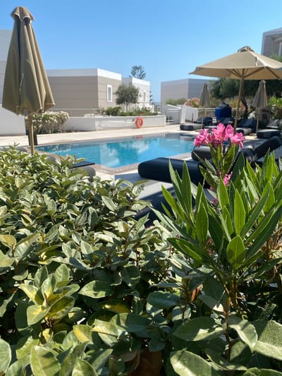 The image captures a sunny day at a resort in Panormos, Greece. In the foreground, lush green foliage dominates the lower half of the frame, with some plants exhibiting yellowing leaves. Partially visible behind the foliage, a cluster of vibrant pink oleander flowers stands out. To the right, a larger oleander bush with long, slender green leaves extends upwards.
Beyond the plants, a bright blue swimming pool is the central focus. The pool is surrounded by a paved deck with several dark, cushioned lounge chairs. Two large, light-colored umbrellas are open, providing shade over some of the loungers. In the middle ground, a white railing runs along the edge of the pool area, and beyond that, modern, light-colored buildings with flat roofs and white trim are visible. A single orange life preserver hangs on the white railing.
In the background, more olive trees and greenery dot the landscape, and the clear blue sky suggests fair weather. The overall scene depicts a tranquil and inviting outdoor setting at a holiday destination.