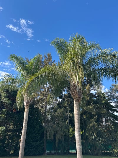 The image displays an outdoor scene in Hudson, Argentina, under a clear blue sky sparsely populated with small, white cumulus clouds. Two prominent palm trees with long, green fronds and textured, light-colored trunks dominate the foreground, extending from the lower frame upwards. The palm tree on the right is positioned centrally and is slightly taller than the one on the left. In the upper-left quadrant of the sky, a small, dark, unidentifiable airborne object is visible. Behind the palm trees, a dense line of various evergreen trees, exhibiting dark green foliage, forms the midground and background. The ground visible at the bottom of the image consists of green grass. A faint, largely obscured greenish-blue structure, possibly a tarp or mesh, is barely discernible behind the dense evergreen trees in the lower-right background. No human subjects or distinct artificial structures are clearly present.