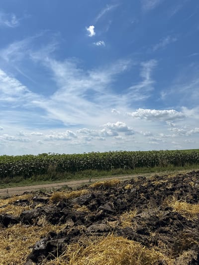 This is a vertical, eye-level, medium shot of a farm field under a bright blue sky with scattered clouds. In the foreground, freshly plowed dark soil is mixed with dry yellow straw. A dirt road runs horizontally across the middle ground. Behind the road, a dense field of green crops, possibly sunflowers, stretches to the horizon. The sky is a vibrant blue with wispy white clouds and a few larger, puffy white clouds. The scene appears to be in an agricultural area. The location is Slivo Pole, Bulgaria.